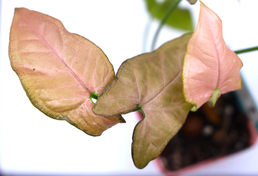 Syngonium Grow Tips