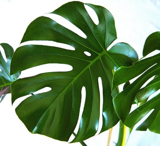 Monstera Grow Tips