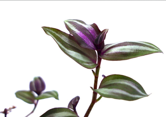 Tradescantia Grow Tips