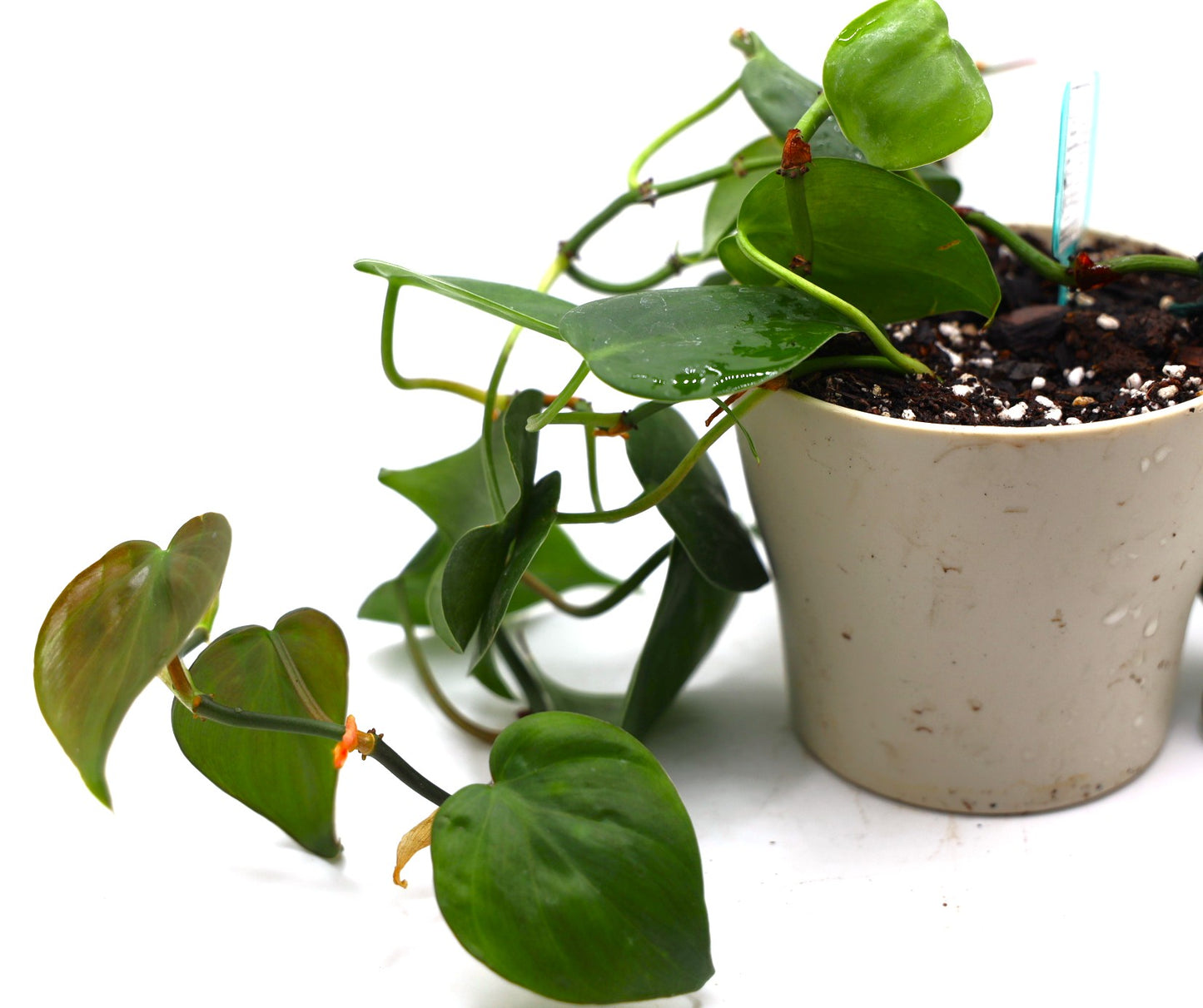 Philodendron Heartleaf