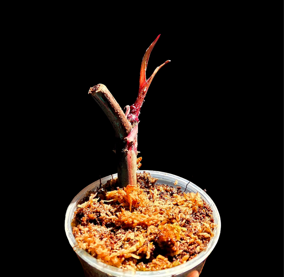 Philodendron Pink Princess