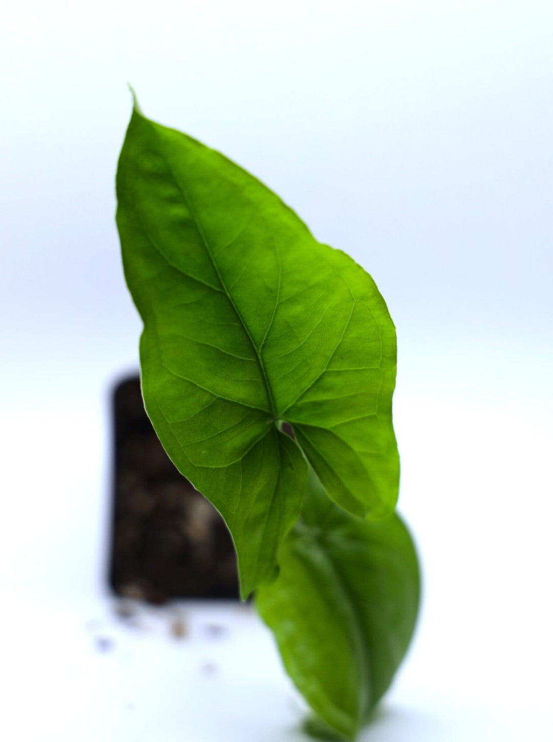 Syngonium Albo REVERTED