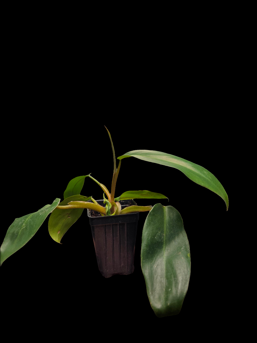 Philodendron Species