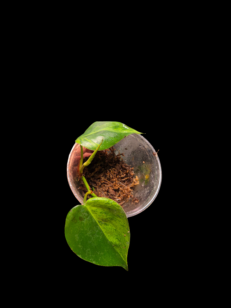 Philodendron Heartleaf Variegated