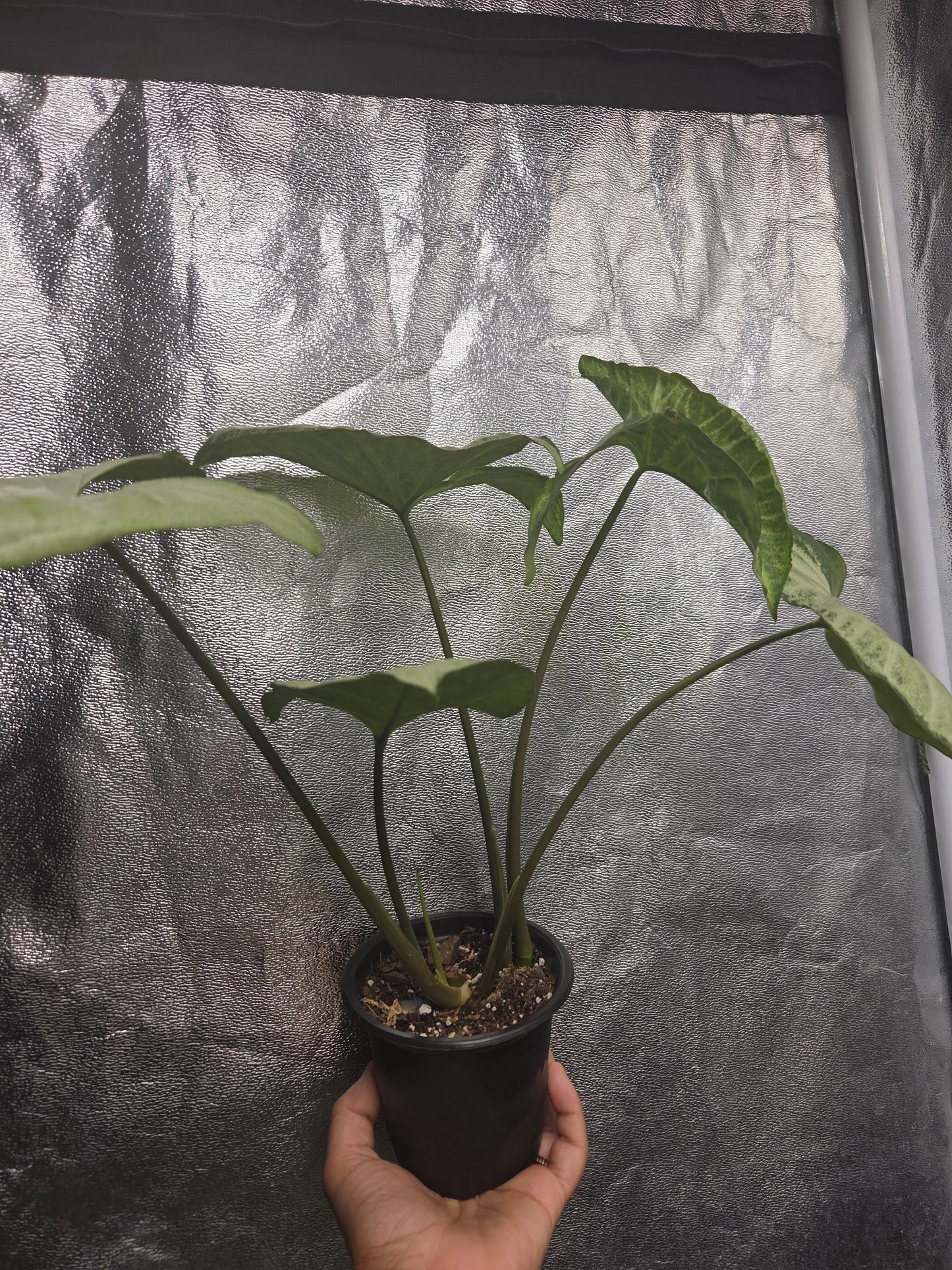 Syngonium White Butterfly