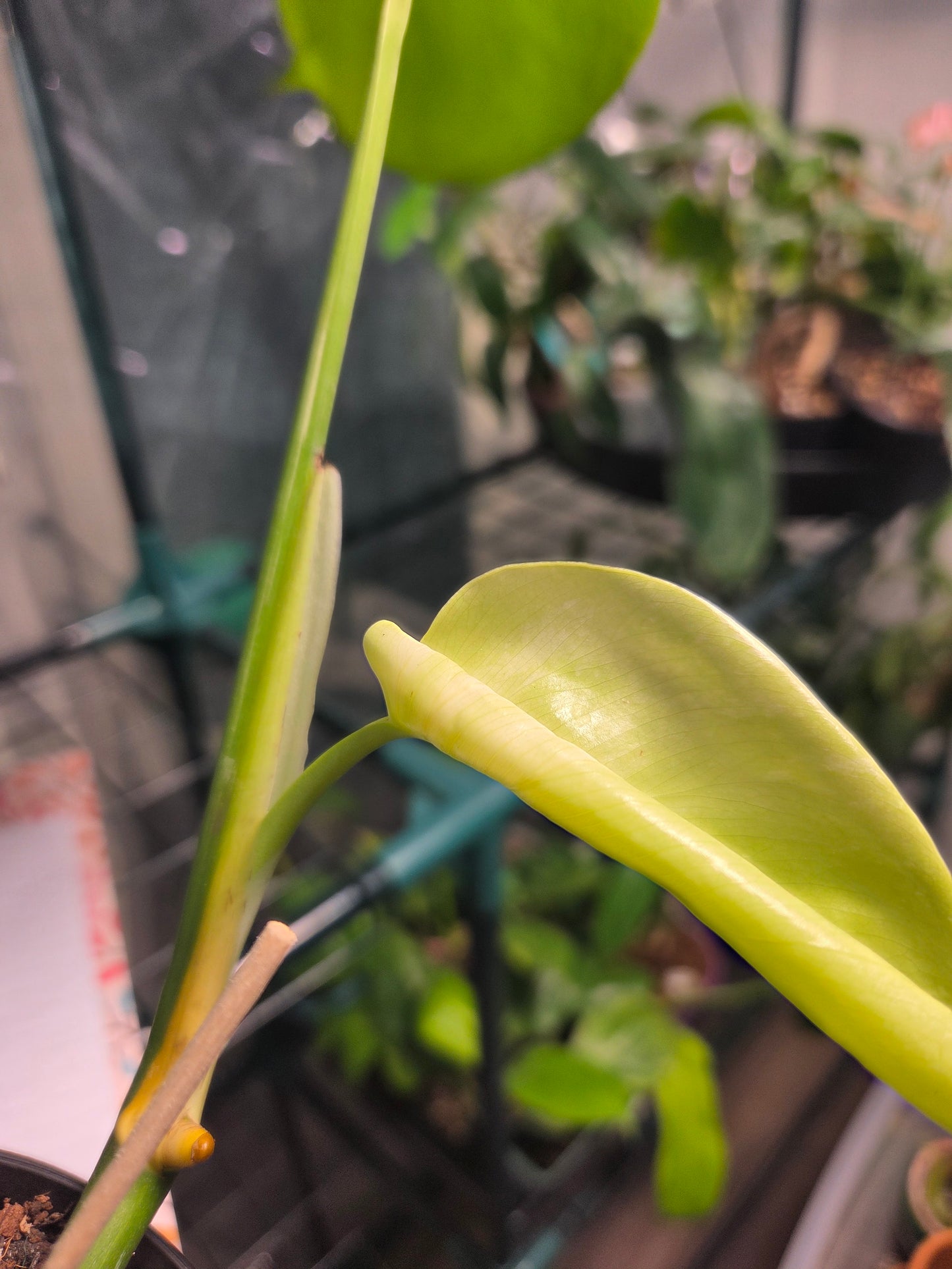Monstera Albo (LOW Variegation/Reverted)