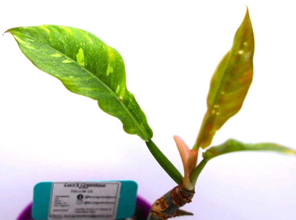 Philodendron Ring of Fire