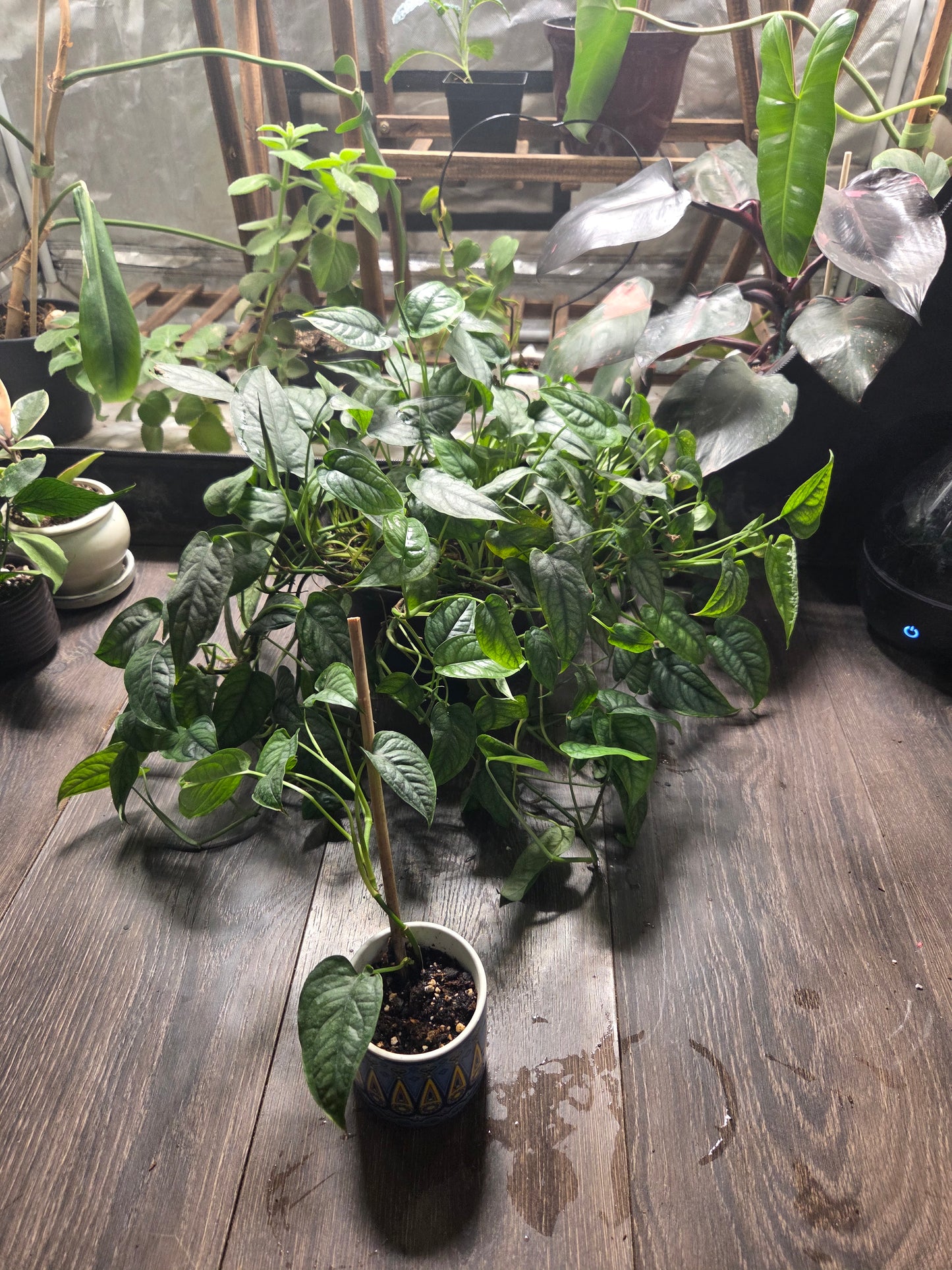 Monstera Sliptecana