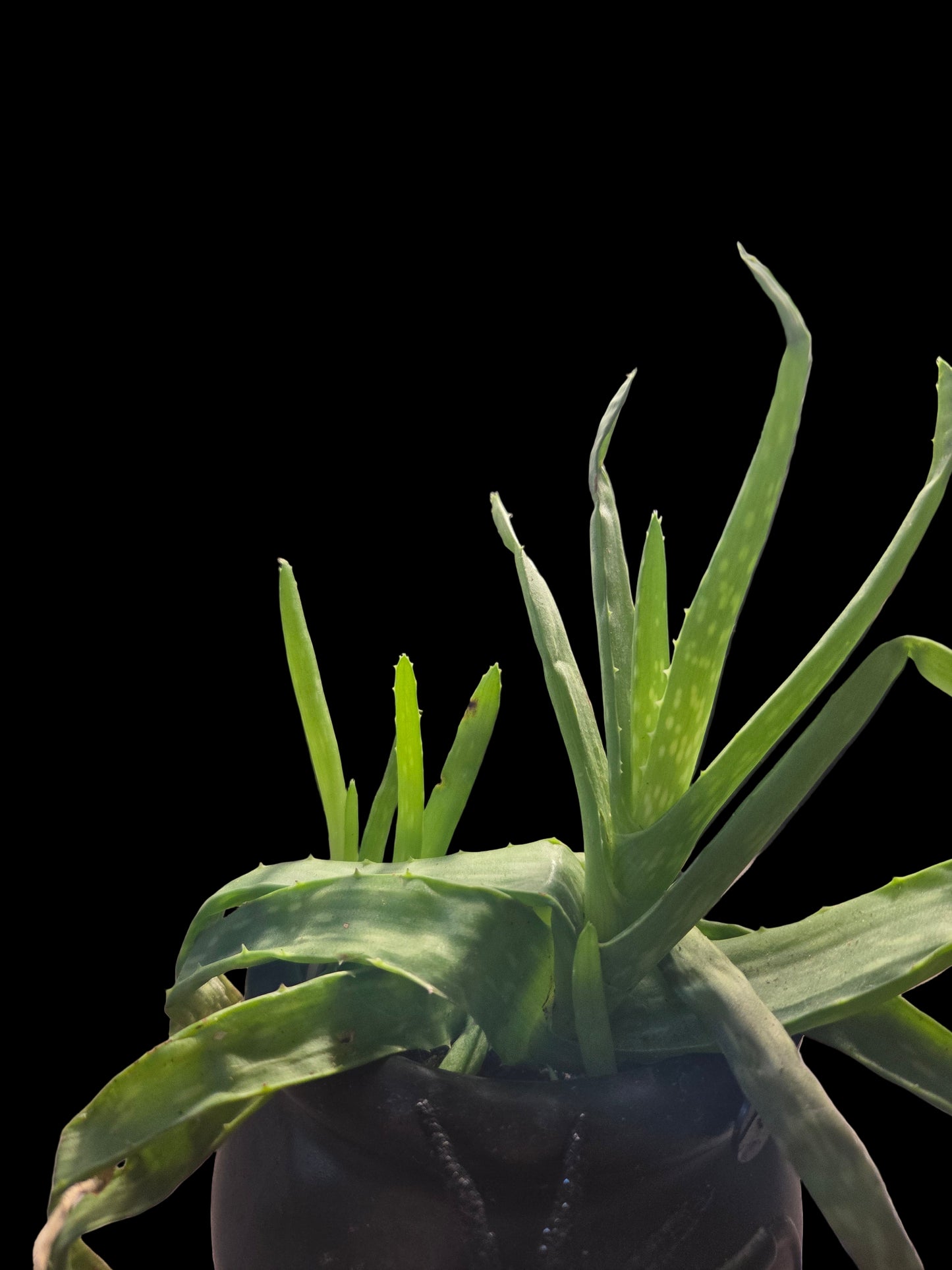 Aloe Vera 2"