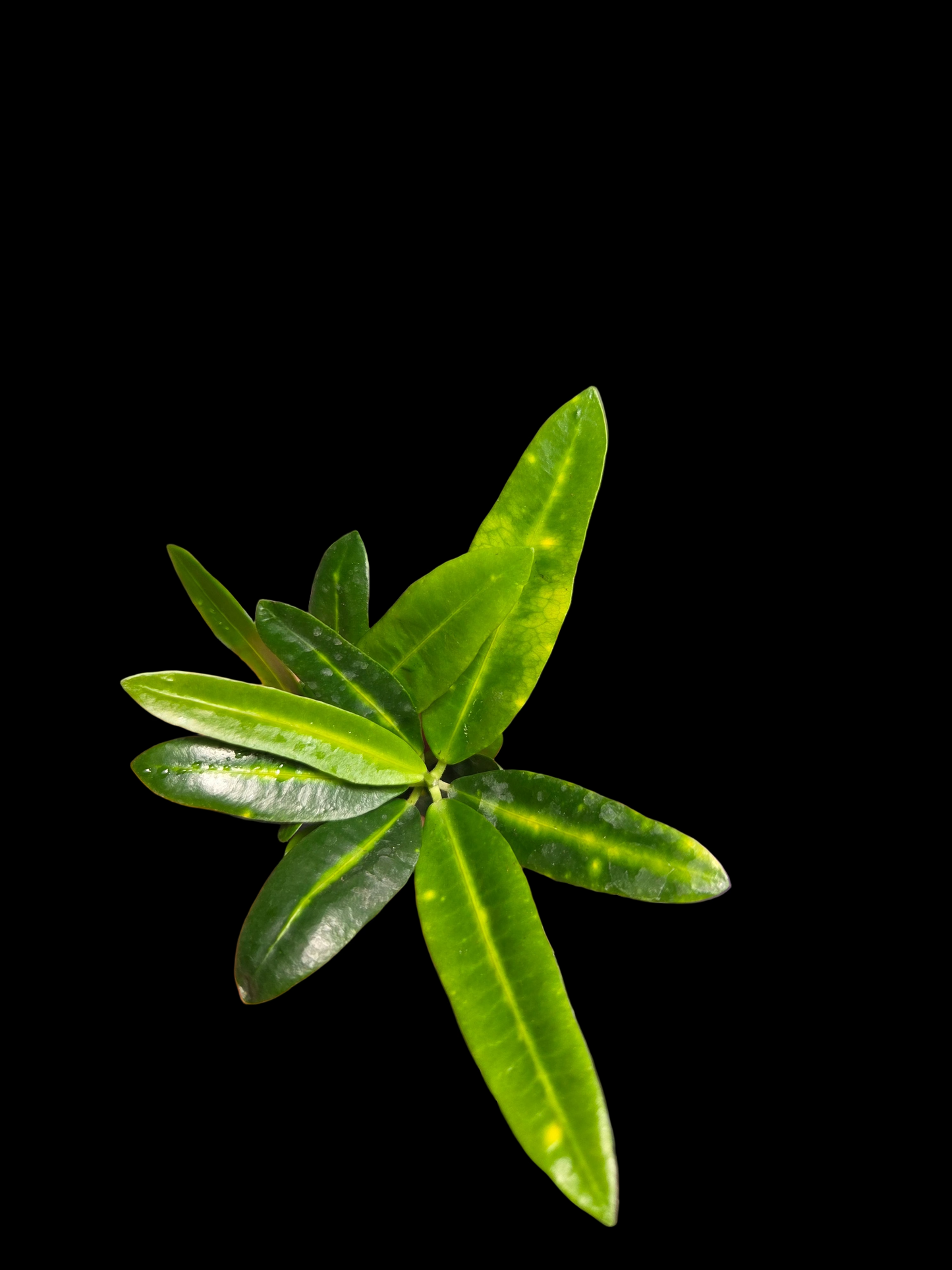 Codiaeum Variegatum (Croton)