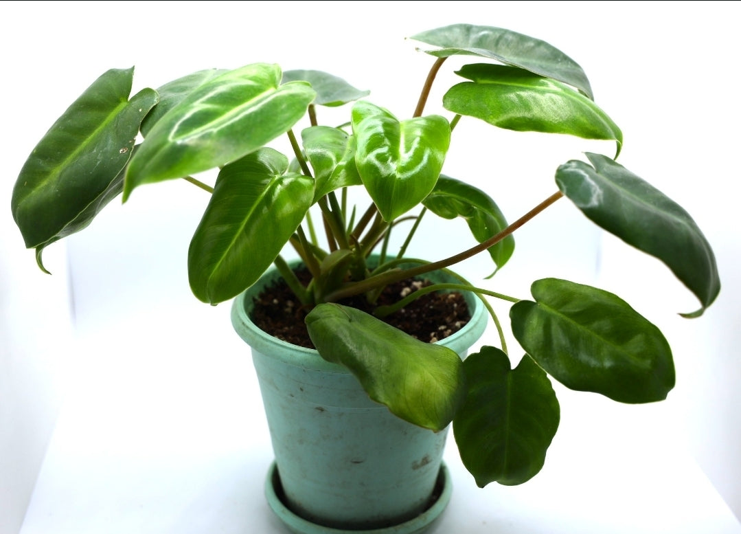 Philodendron Burle Marx