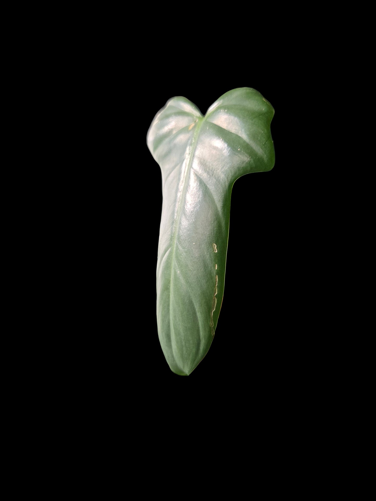 Filodendro Bipennifolium
