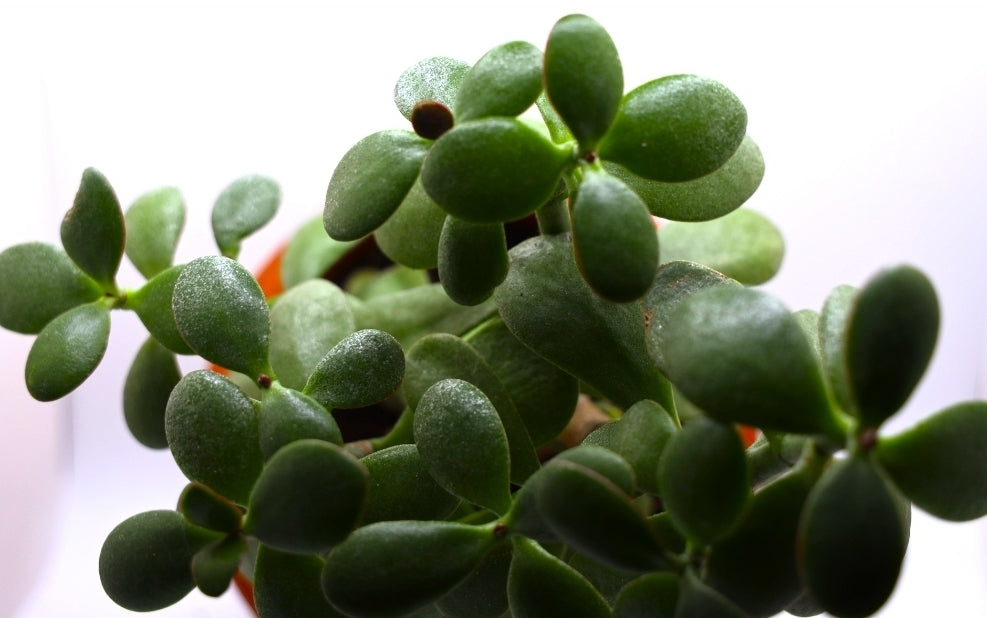 Jade Plant