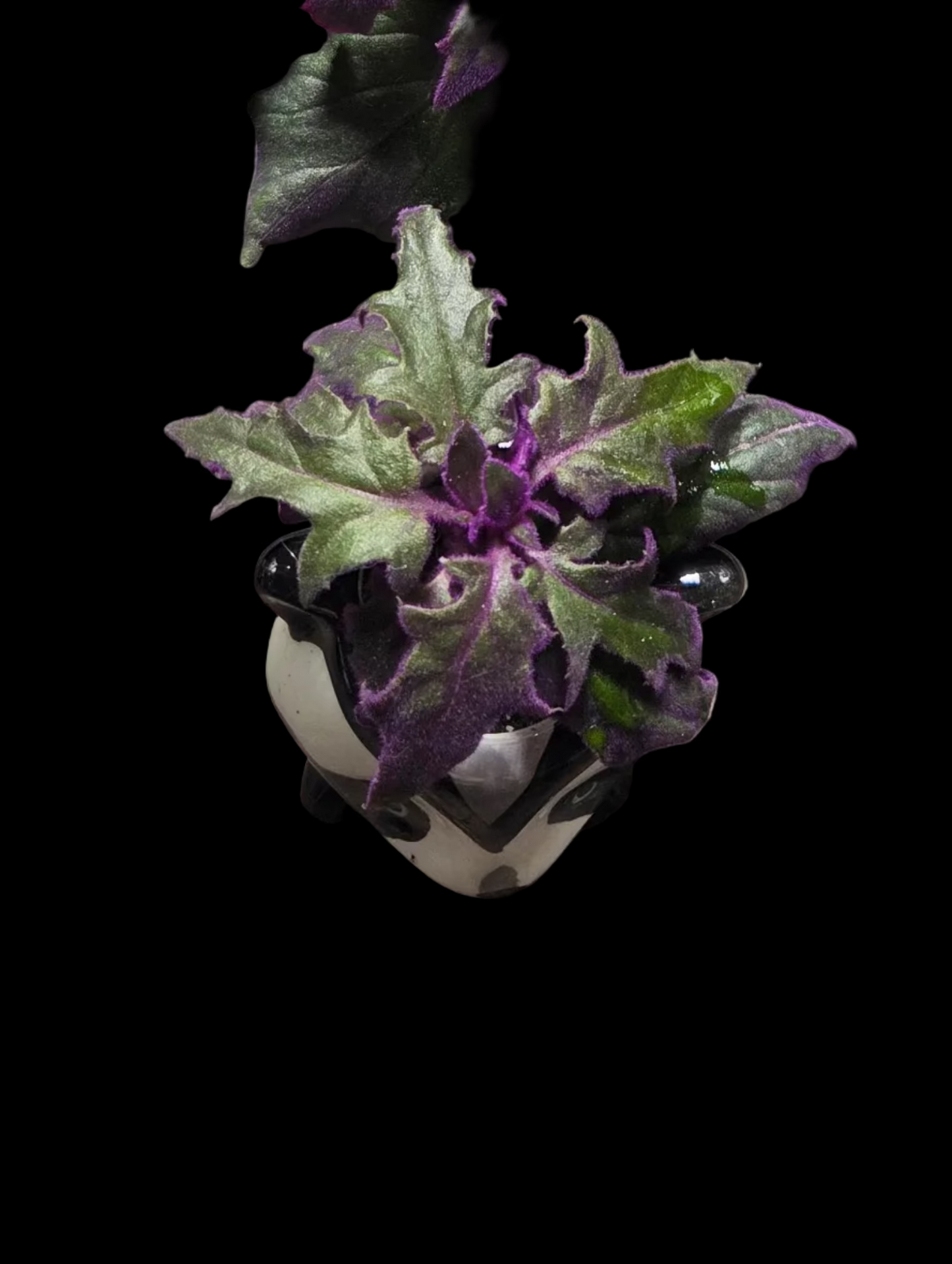 Purple Velvet/Passion Plant