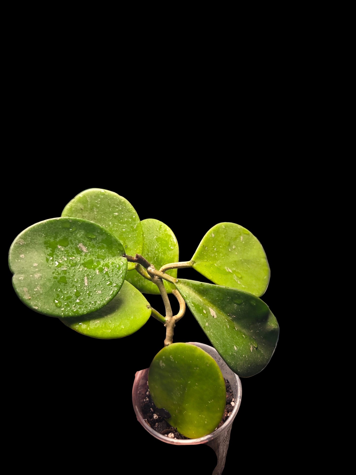 Hoya Obovata