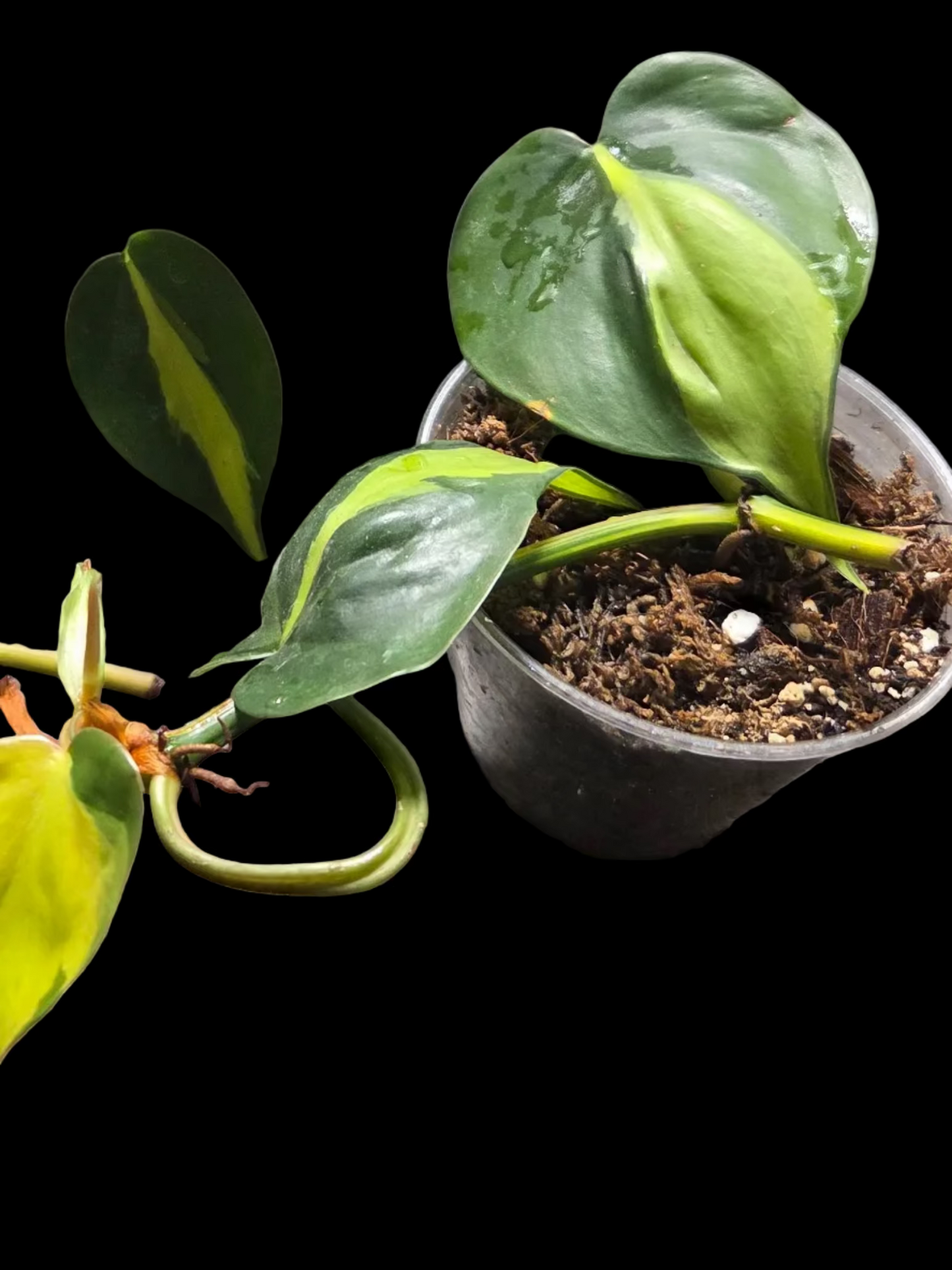 Philodendron Brazil