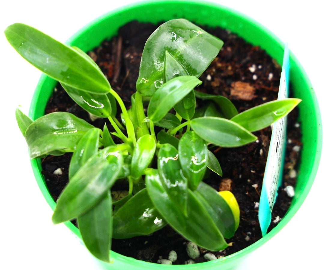 Philodendron Little Phil