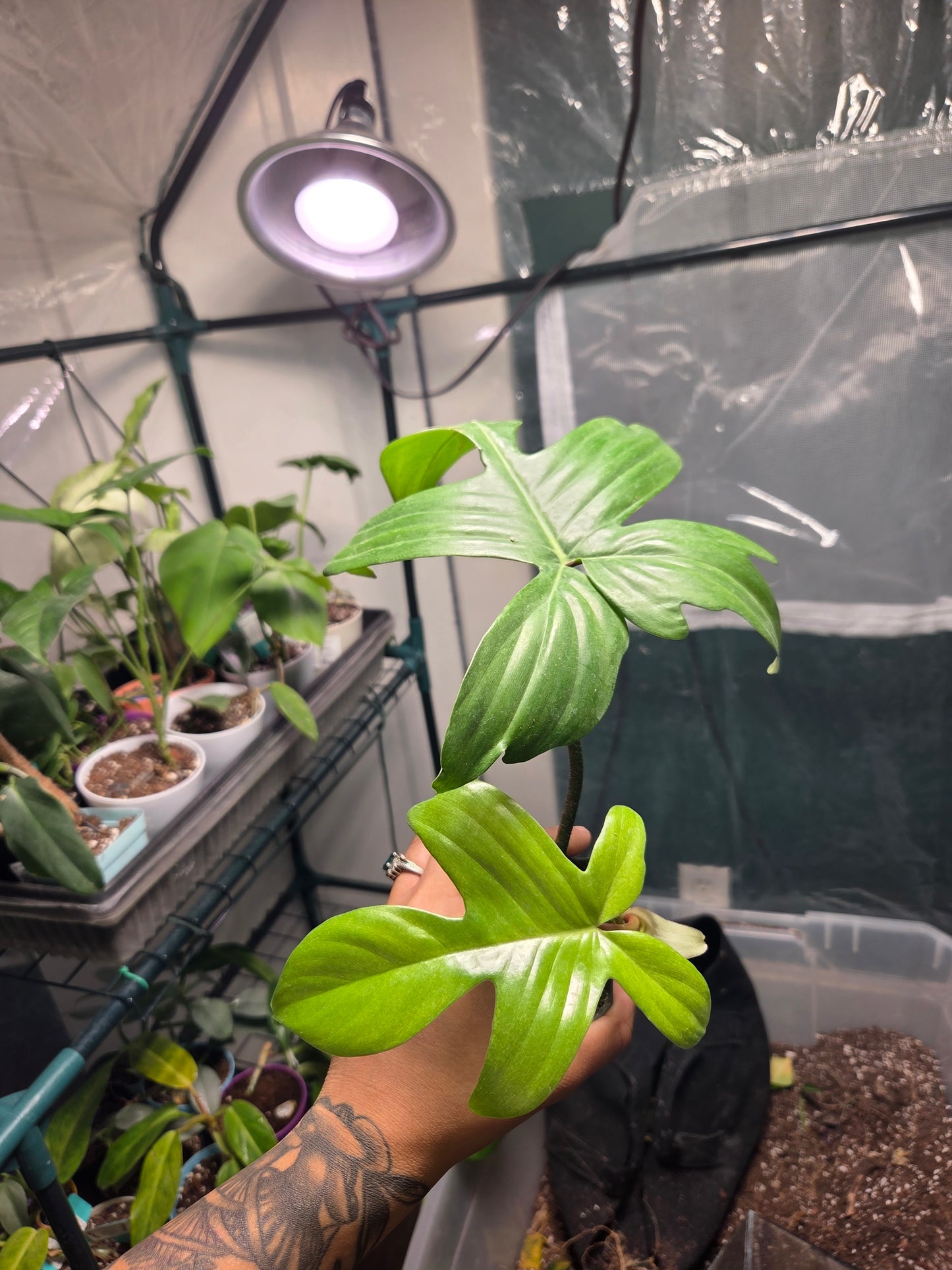 Philodendron Florida Ghost (Low Variegation)