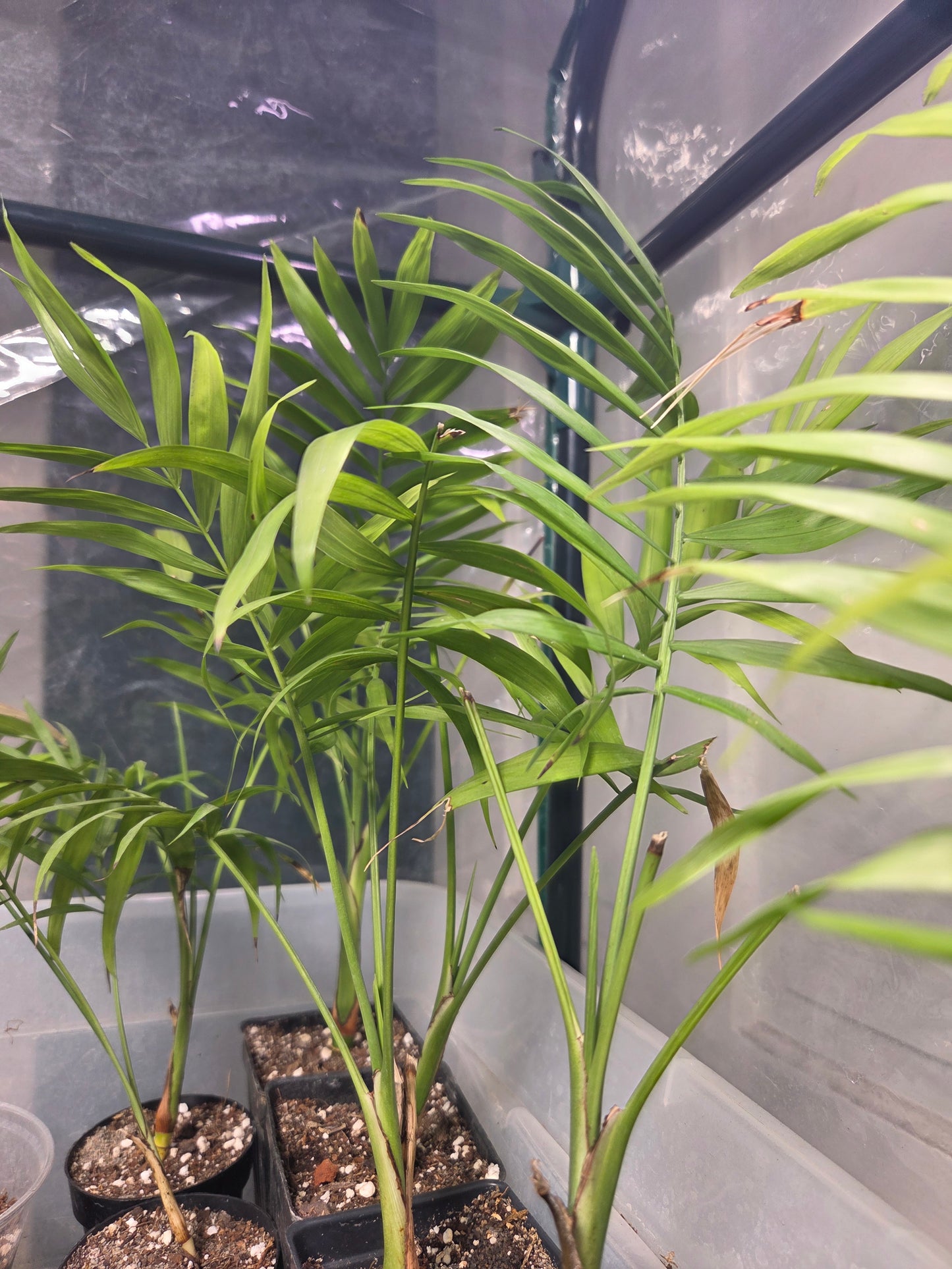 Small Majesty Palm 2"