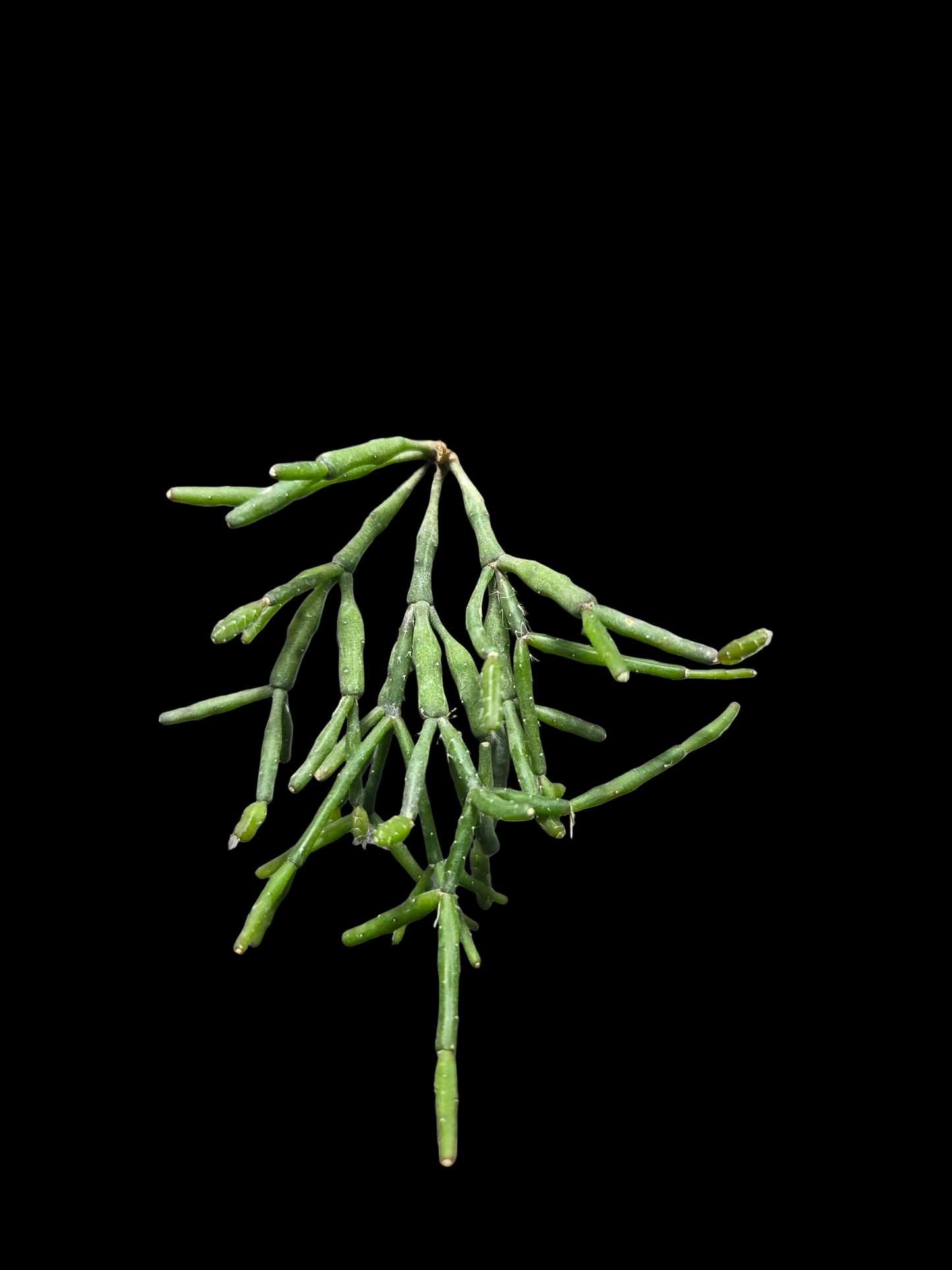 Mistletoe Cactus(Rhipsalis baccifera)
