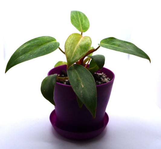 Philodendron Grow Tips