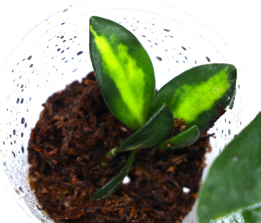 Hoya Grow Tips