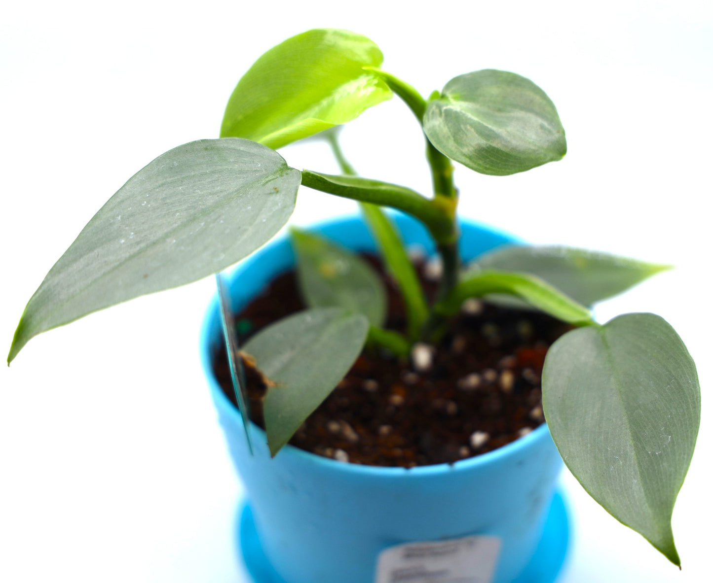 Philodendron Silver Sword