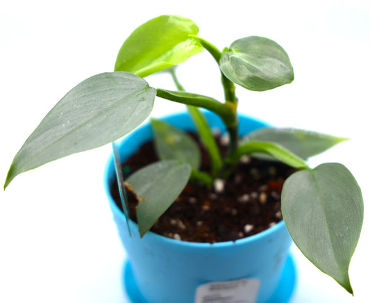 Philodendron Silver Sword