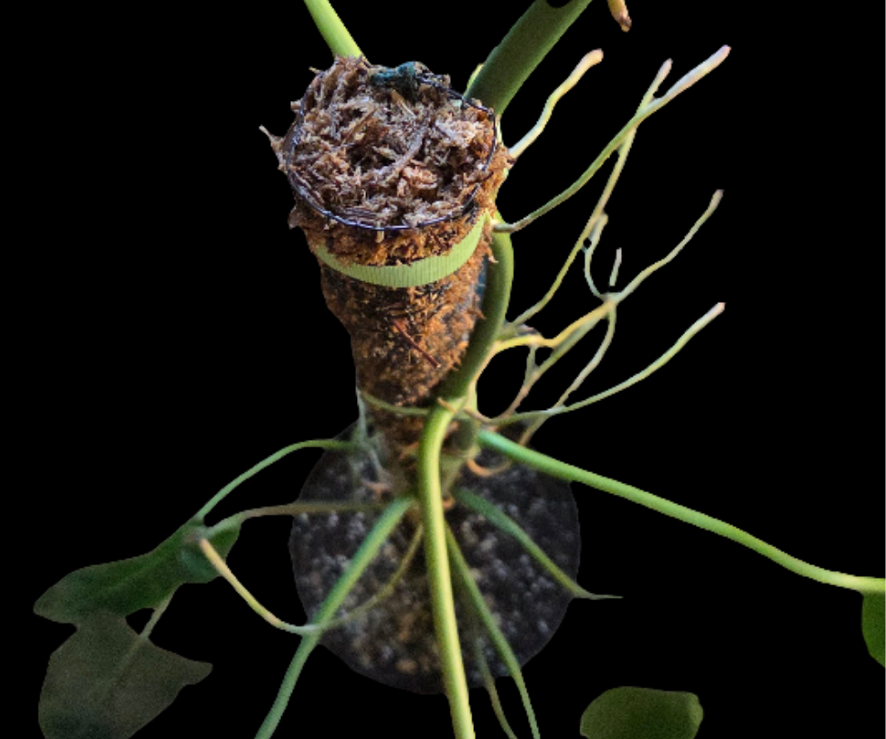 Moss Pole Various Sizes