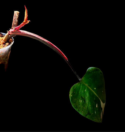 Philodendron Pink Princess