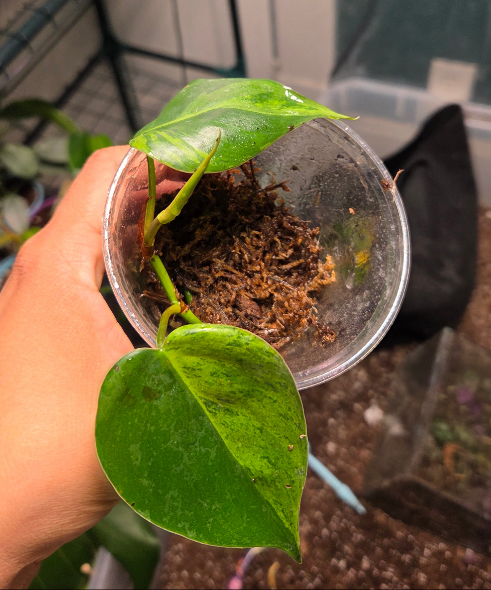 Philodendron Heartleaf Variegated