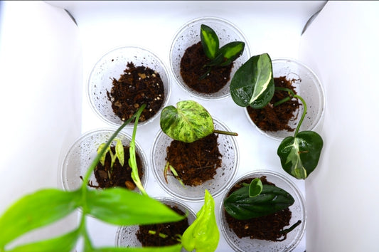 Mystery Rehab Bundle (3 Plants)