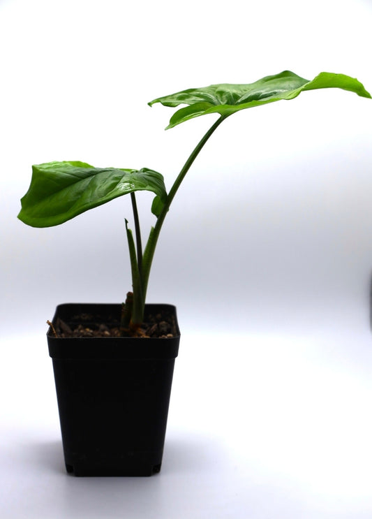 Syngonium Albo REVERTED