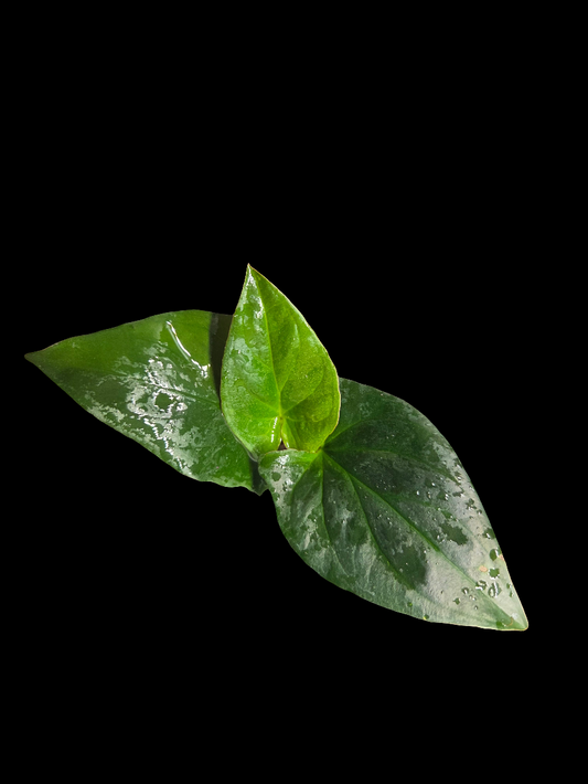 Syngonium Red Arrow