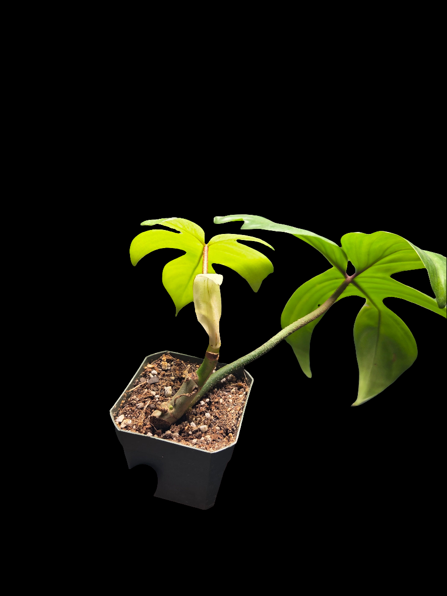 Philodendron Florida Ghost (Low Variegation)