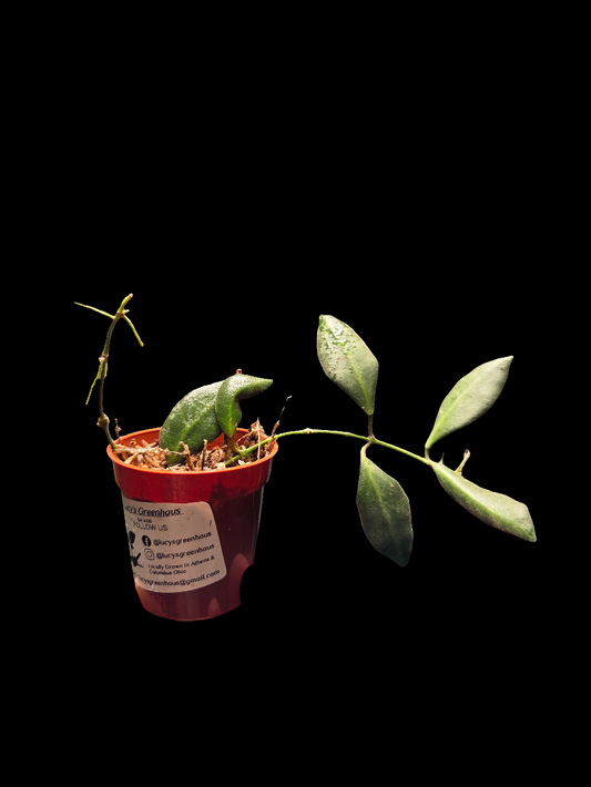 Hoya Burtoniae