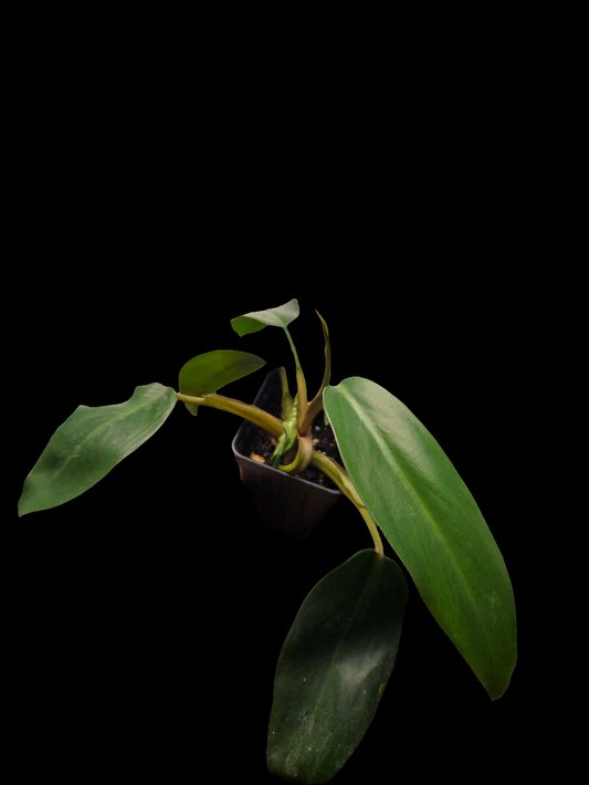 Philodendron Species