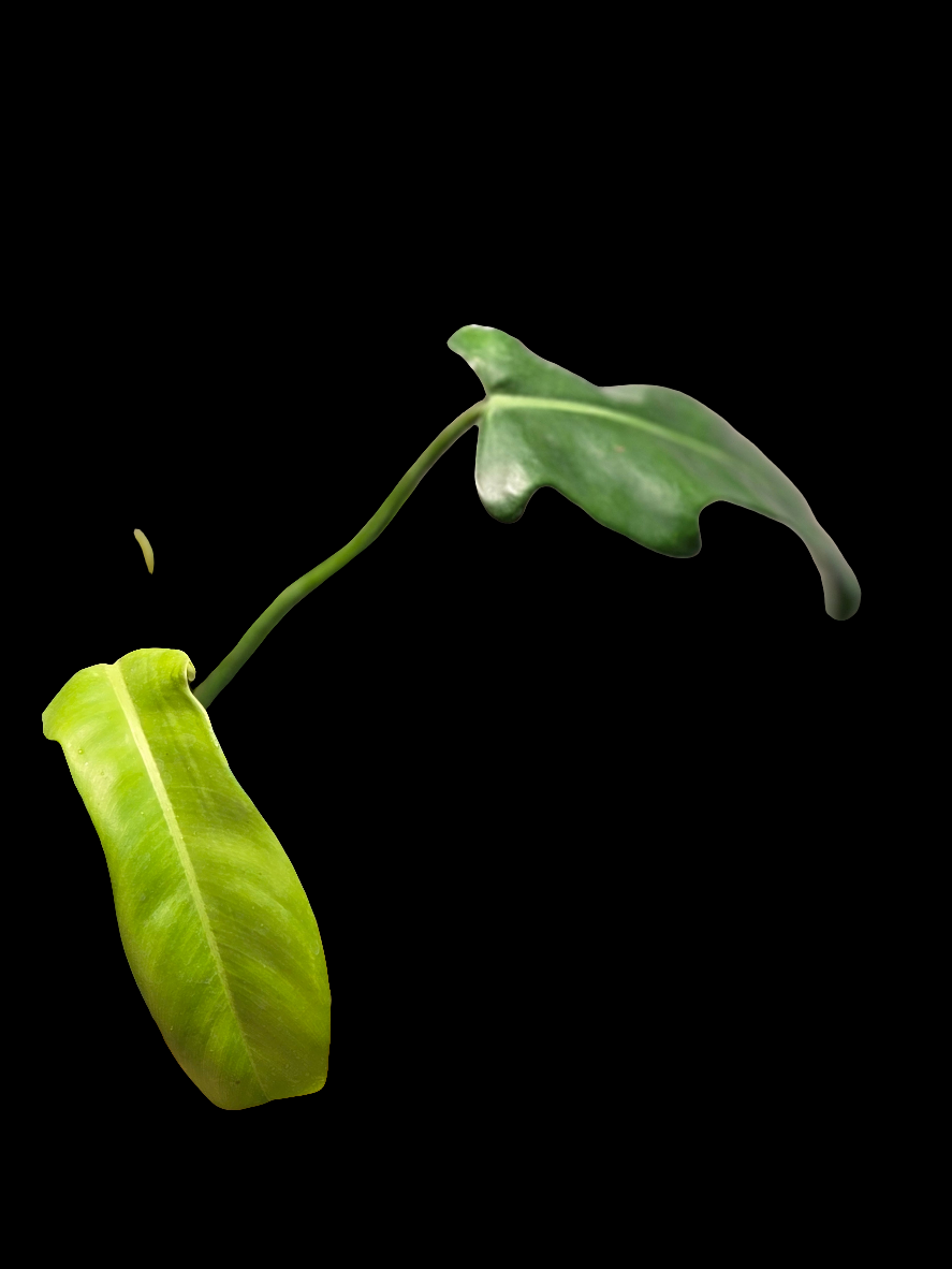 Philodendron Jerry Horne