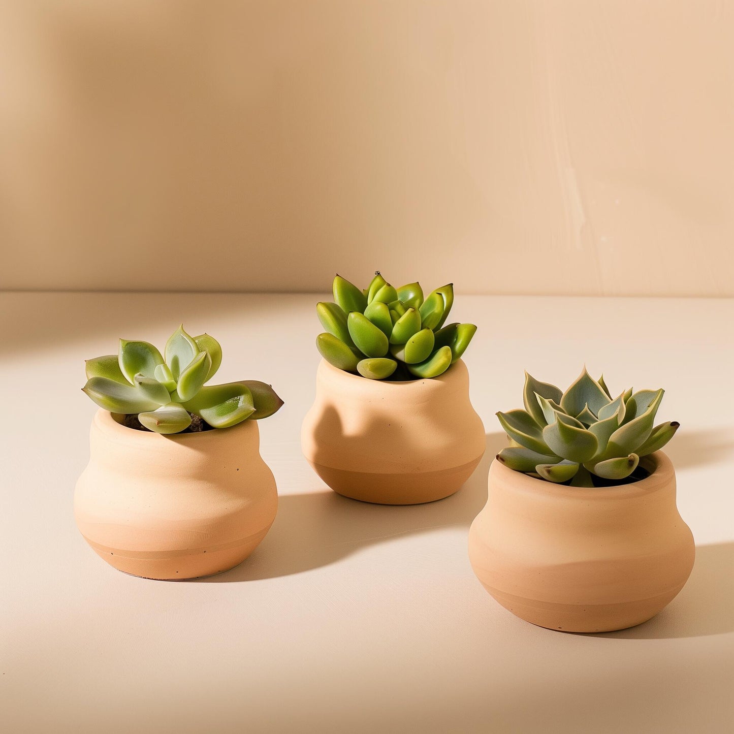 Lucy's Succulent Mix