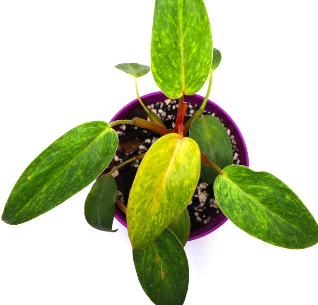 Philodendron Painted Lady