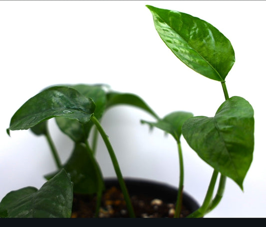 Epipremnum Pinnatum 'Baltic Blue'