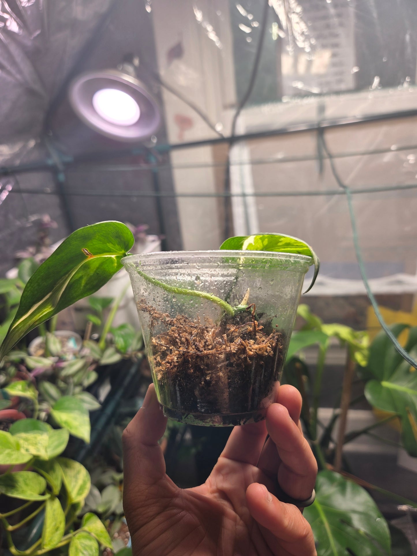 Philodendron Rio