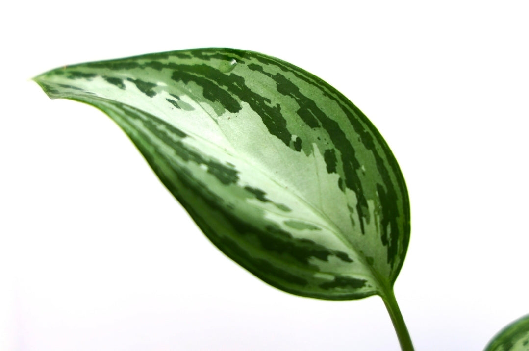 Algonema Sp 'Silver Queen'