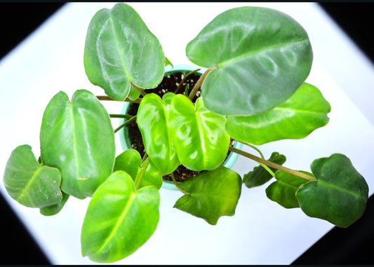 Philodendron Burle Marx