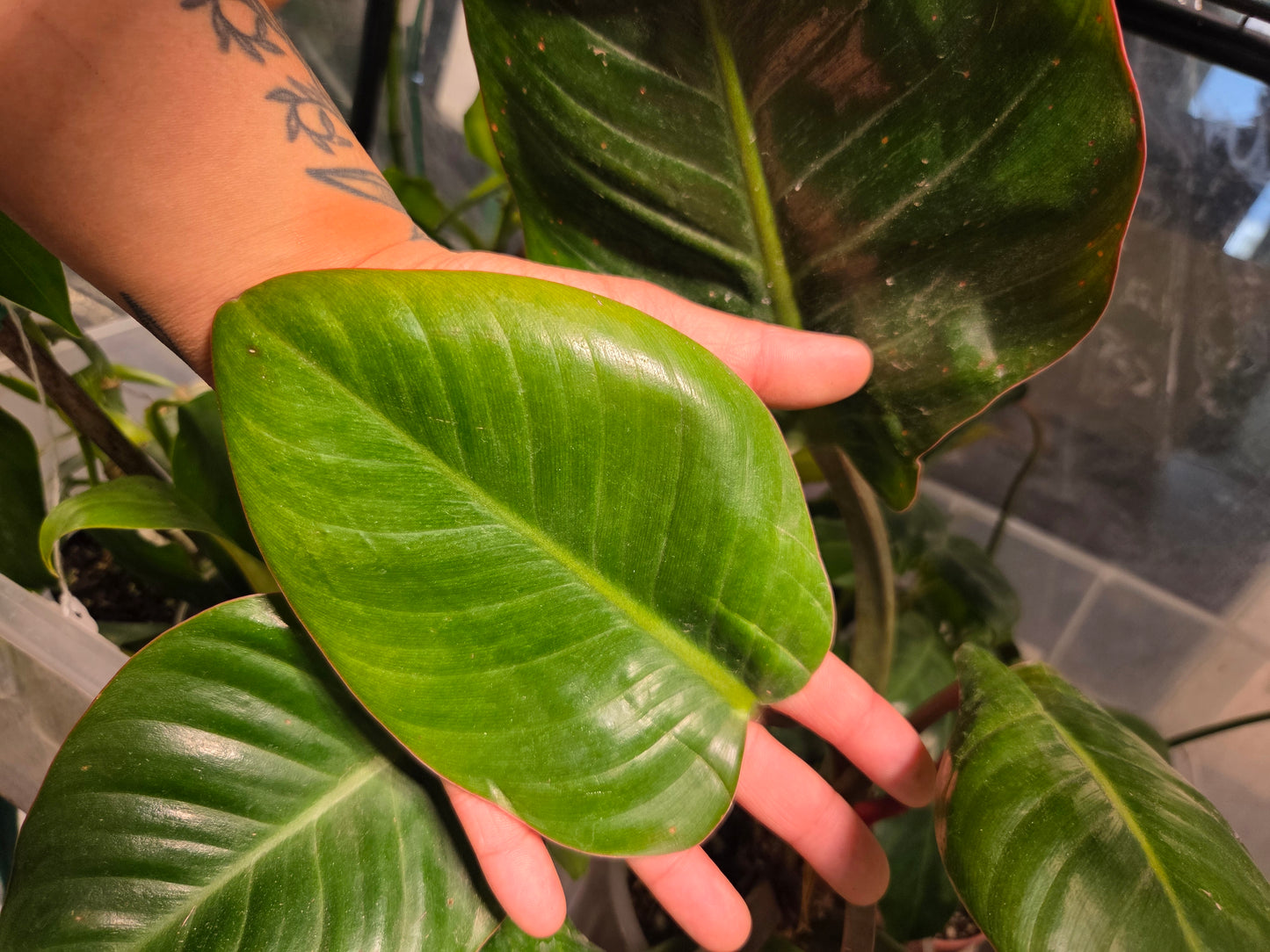 Philodendron Rojo Congo