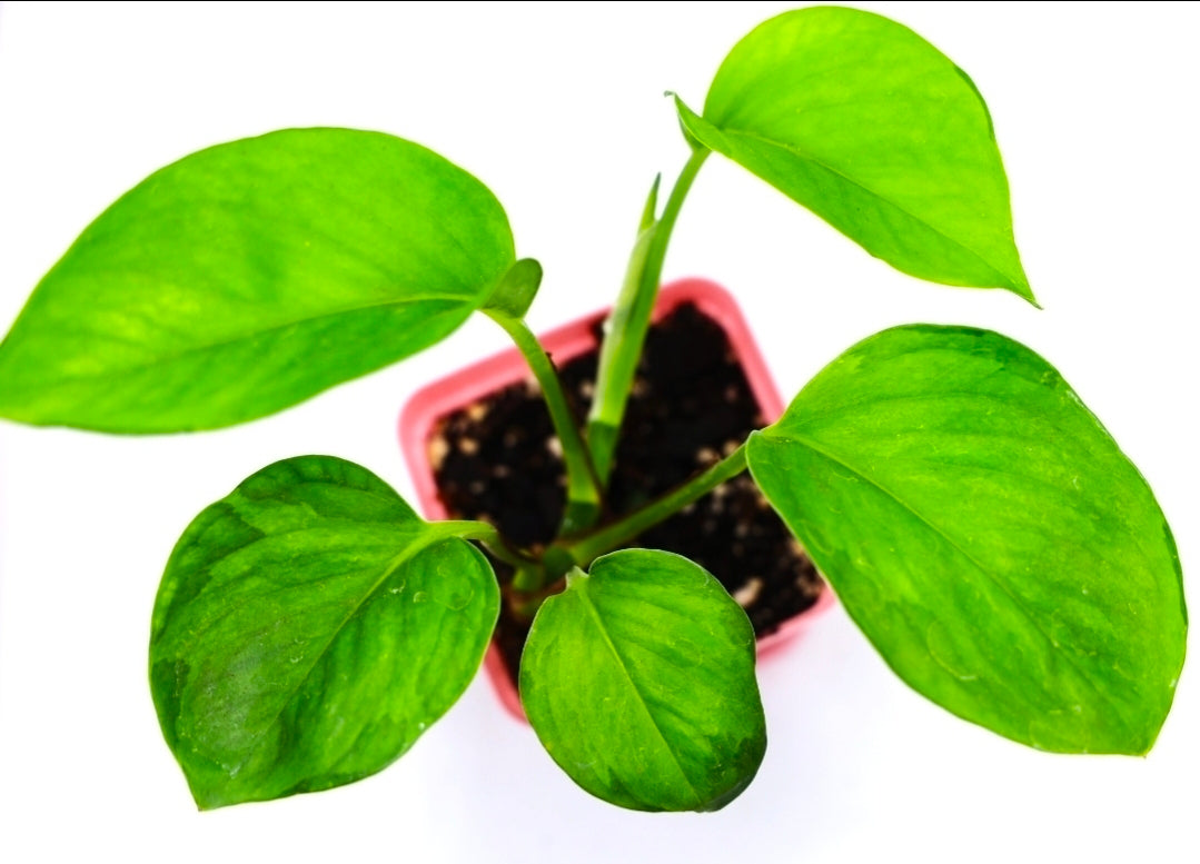 Epipremnum Global Green