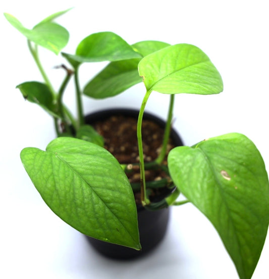 Epipremnum Aureum 'Classic Golden'