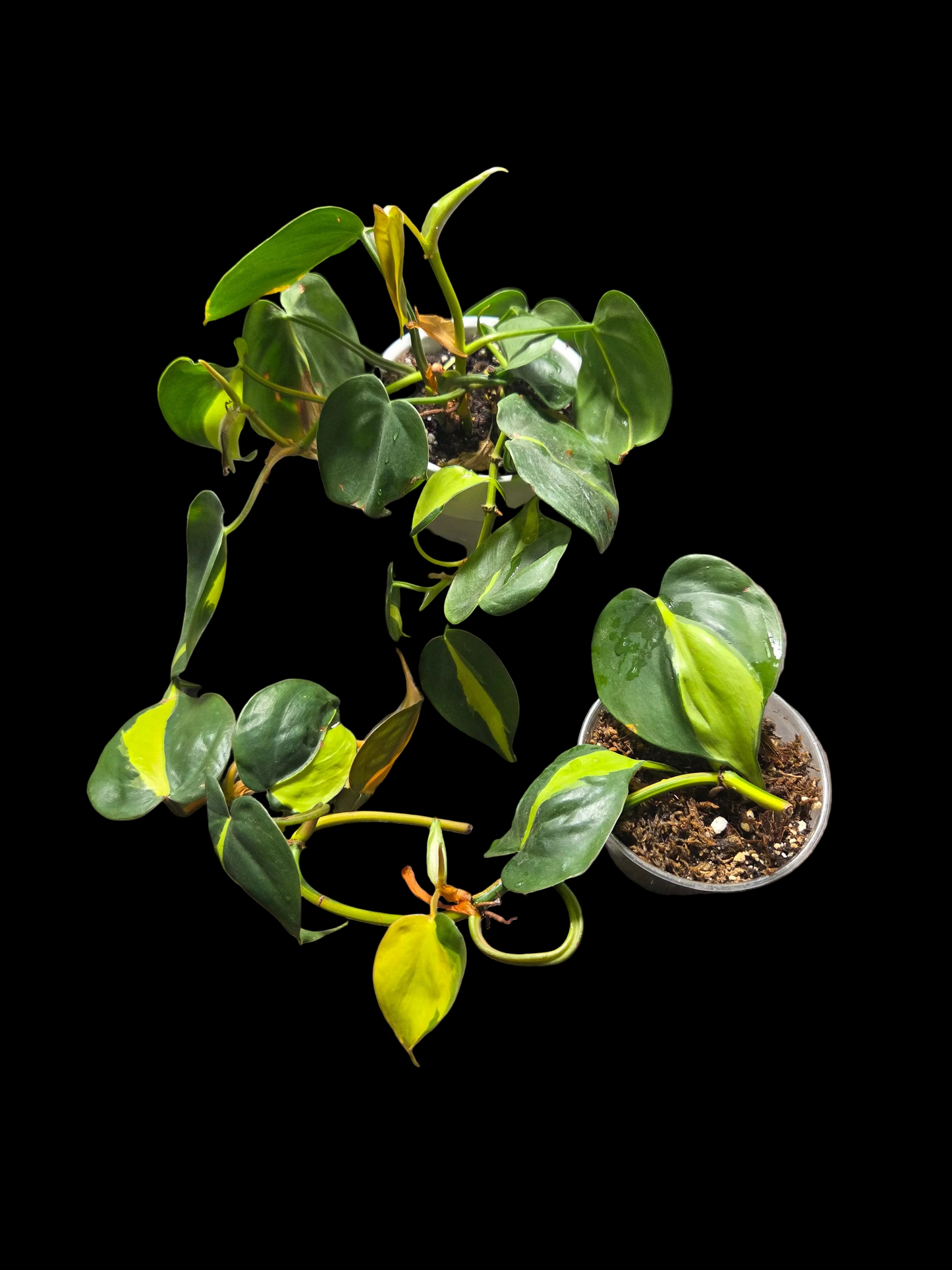 Philodendron Brazil