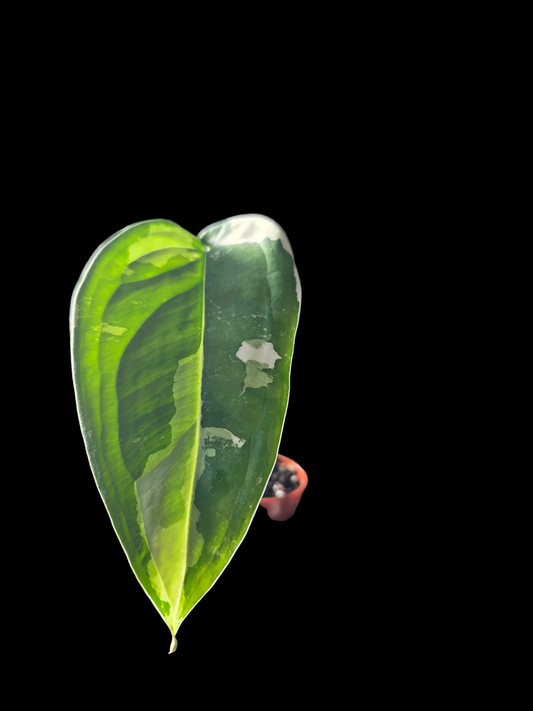 Syngonium Chaipense Variegated