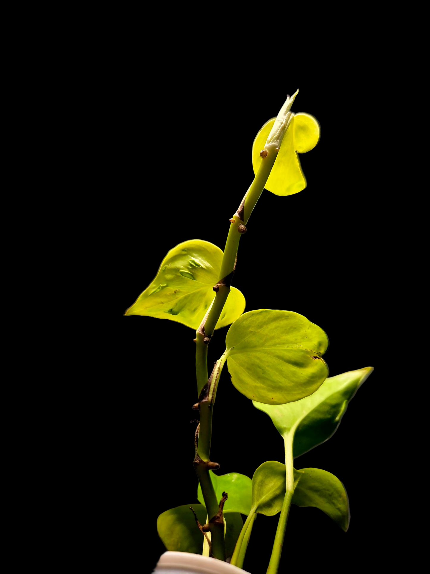 Epipremnum Champs Elysees